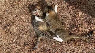 【キジ白猫ブリーチちゃん】モコちゃんとプロレス遊び#地域猫#公園猫#cat