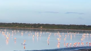 Thousands of Flamingos in Lake | Serengeti | 26 December 2024