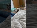 ボール投げたら犬みたいに咥えてくる猫（ラグドール）