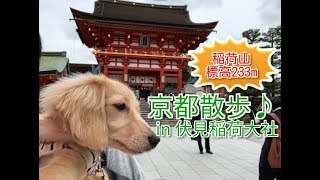 【京都散歩】伏見稲荷大社の稲荷山の山頂を犬と目指してみた！ Fushimi Inari Taisha as a dog in Kyoto