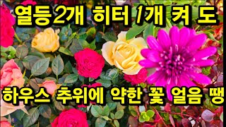 하우스 밤새 냉해 입은 꽃들 열등 2개 히터 1개 켜 줬는데 도 얼었네요