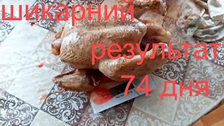 Шокуючий результат - бройлери 74 дня - своїми руками