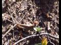 a.k.5000 common field grasshopper