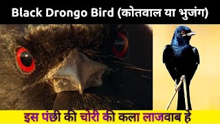 ऐसा पक्षी जो चोर भी है और पुलिस भी  | Black Drongo Tricks - Police or Thief ?