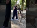 外国人観光客 tourists react to bowing deer in nara park – so adorable