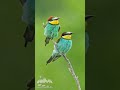 #bee #eater #birds #nature #bird #wildlifephotographer #naturephotography #wildlifephotography