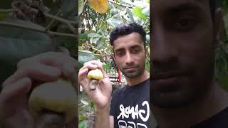 কাজু বাদাম গাছ Cashew nut #cashewnut #cashewnuttree