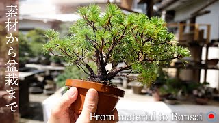 [Five-leaf pine] From material to finished bonsai! Leaf clearance \u0026 pruning section [Bonsai Q].