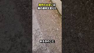 偶然の出会いは猫の運命を変えた