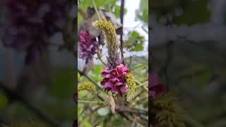 葛(クズ)の花が咲き始めました(岡山県美作市　2024/9/3) #nature