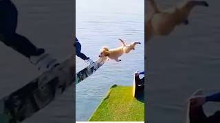 爆笑動物：狗狗失誤的樣子真搞笑，原諒我都笑了一整天！ #animals #funny #dog