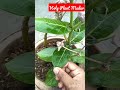 holy plant madar आक का पौधा short video youtub video viral video jordan gardening world