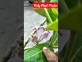 holy plant madar आक का पौधा short video youtub video viral video jordan gardening world