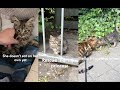 WE RESCUED A LOST KITTEN! | Can we keep her?