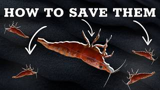 Why Are Your Shrimp Dying? - Diagnosing Cherry Shrimp