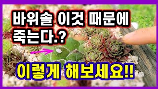 바위솔 이것 때문에 죽는다. 이렇게 해보세요. 깍지벌레 퇴치방법