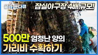 출하 앞두고 몸집 불리는 500만 가리비! 잠실야구장 4배 엄청난 규모의 양식장에서 가리비를 수확하는 현장│겨울 제철 가리비│가리비 먹방│ 극한직업│#골라듄다큐