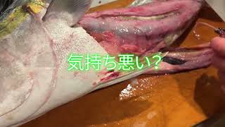 釣りに行けないので友人が魚をもってきてくれた。パンパンに膨らんだ胃袋のベイトの正体は？！