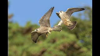 Young Peregrine Falcons honing their skills chasing each other. Canon R3