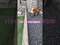 柴犬 お散歩 楓華のお仕事　 しばいぬ shorts