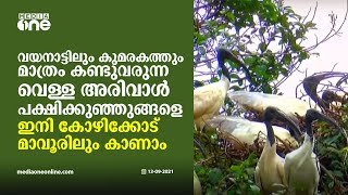 വെള്ള അരിവാൾ പക്ഷിക്കുഞ്ഞുങ്ങളെ കാണാൻ വയനാട്ടിലേക്കൊന്നും പോകണ്ട; മാവൂരിലെ തണ്ണീർത്തടങ്ങളിലുണ്ട്