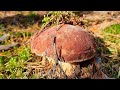 Боровое сновидение. Море белых грибов Места 17.09 #porcini #funghi #boletus #mushroom #เห็ด​ #진균 #蘑菇