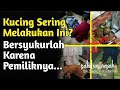 KODE KERAS ALLAH..!!! INI 10 CIRI KUCING PEMBAWA REZEKI MENURUT ISLAM