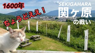 関ヶ原の戦いがあった場所を旅する猫