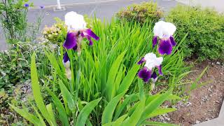 ジャーマンアイリス(ドイツアヤメ)の花と蕾が仲良く並んて　German iris