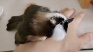 白頭翁 小寶貝每天維持香噴噴的秘訣（野鳥救援 injured bird |