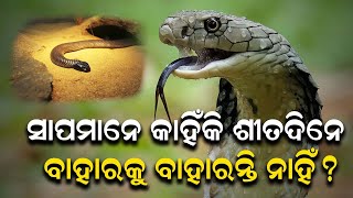 ସାପମାନେ କାହିଁକି ଶୀତଦିନେ ବାହାରକୁ ବାହାରନ୍ତି ନାହିଁ? ଜାଣିଛନ୍ତି କି ଏହାପଛର କାରଣ...|| Snake||