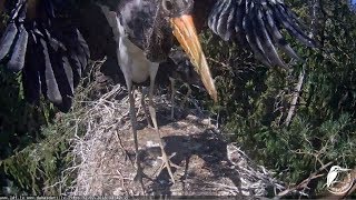 Melnais stārķis~Strong wing exercises by an storklet~2018/07/12