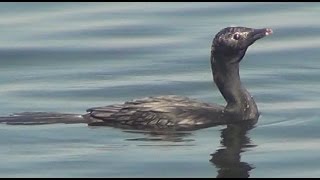 Cormorant Bird !