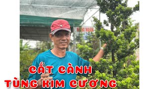 Cắt cành tùng kim cương nhân giống | 0386569374 - Ngọc Ngân Bến Tre | Chuyên cây độc lạ