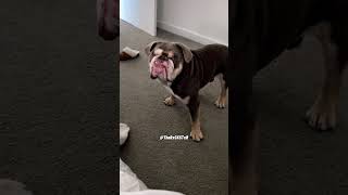When You Can’t Help But Bark! - RxCKSTxR Comedy Voiceover