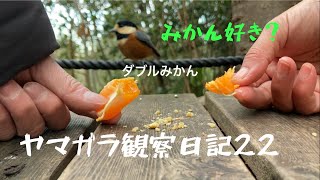 近所のヤマガラ、本当にみかん好き？【野鳥と遊び方22】 #birds