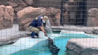 飼育員さんに魚をもらうママ🦭赤ちゃんにもあげてたけど、まだ食べれないね🦭😊　上野動物園