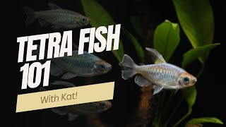 Everything You Need to Know About Tetra Fish: Care, Types, and Tips!