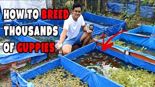 How to breed thousands of GUPPIES (English Language)