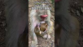 baby monkey sucking milk #젖먹는 아기원숭이