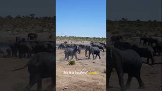 The Ground-Shaking Clash!  #elephant #animals #nature