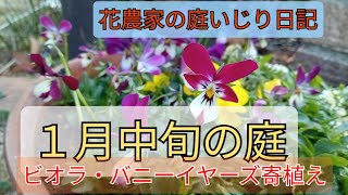 １月中旬の庭　冬に適している「ビオラ・バニーイヤーズ」の寄せ植え