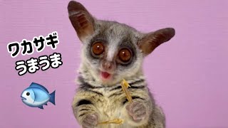 両手で魚を食べる欲張りな猿の赤ちゃん/ Tiny baby monkey eating fish.【ショウガラゴのトロチー】