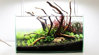 Aquascaping THE SWAMP