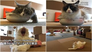 猫カフェ「ラグドール」、朝の貸切のひととき。(Cat cafe RAGDOLL)