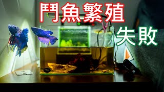 第一次繁殖鬥魚就失敗 | Breed Betta Fish FAIL