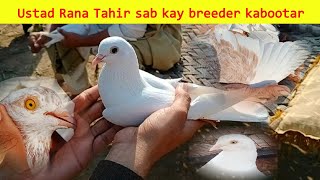 breeder pigeons | Ustad Rana Tahir