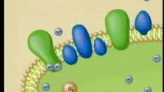 Inside the Chloroplast