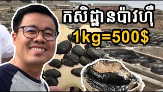 របៀបចិញ្ចឹមនិងឳកាសទីផ្សាររបស់ប៉ាវហ៊ឺ | ទំនាក់ទំនង Youngsia 016 634 563