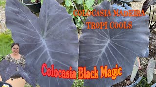 Colocasia Madeira tropi cools Vs Colocasia Black magic Ep.28  รีวิว ความแต่ต่าง ของทั้ง2สายพันธุ์